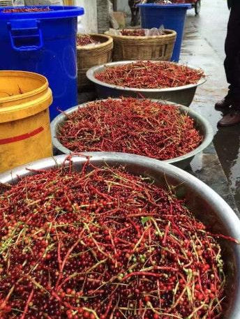 baies-schisandra-seches-au-soleil - Mustela Belgium - 1