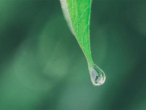 gros-plan-goutte-tombant-feuille-arbre - Mustela Belgium - 1