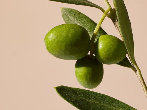 OLIVE - Mustela Belgium - 1