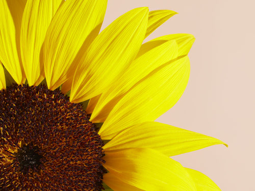 TOURNESOL_f92cd21c-8034-492c-ba76-c6d45f693eac - Mustela Belgium - 1