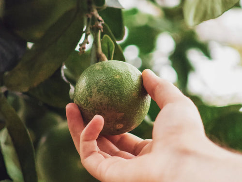 avocatier-main_1 - Mustela Belgium - 1