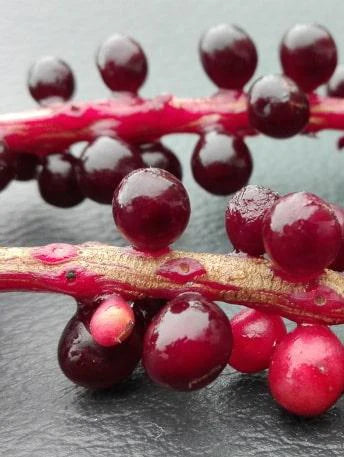 baies-schisandra - Mustela Belgium - 1