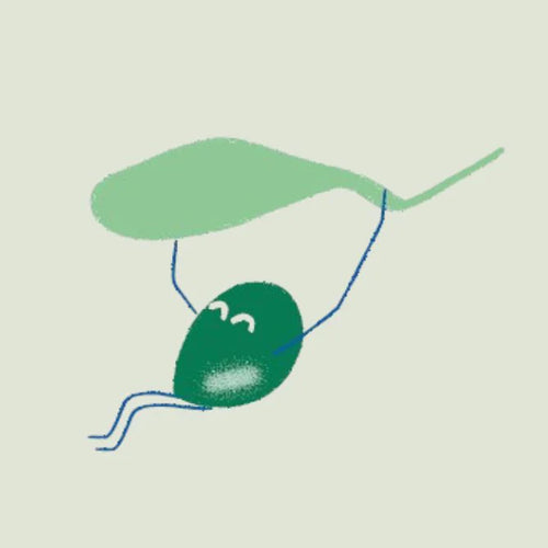illustration-olive - Mustela Belgium - 1