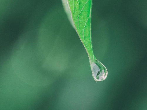 procedes-extract-verts-min-800x600 - Mustela Belgium - 1