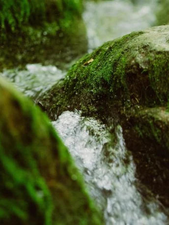riviere-eau-mousse-verte - Mustela Belgium - 1