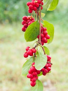 slider_schisandra-ingredient-mustela_275x366_3b126d20-b8d2-4854-ab98-aaee1eaae310 - Mustela Belgium - 1