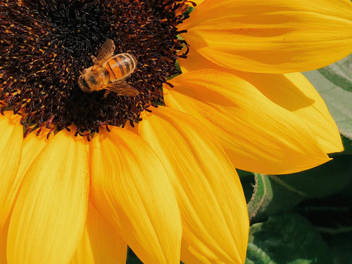 tournesol-abeille_990a0abf-54c3-4249-ac5e-ad9e3359c153 - Mustela Belgium - 1