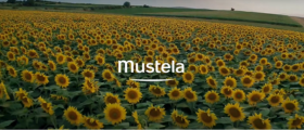 video-mustela-tournesol - Mustela Belgium - 1